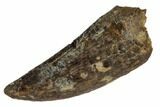 Serrated, Tyrannosaur Tooth - Montana #114017-1